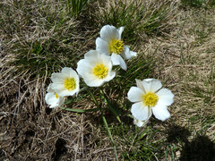 Ranunculus pyrenaeus