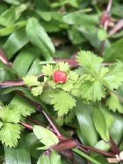 Potentilla hebiichigo