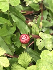 Potentilla hebiichigo