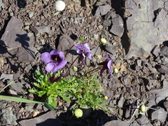 Diascia macrophylla