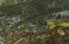 Salmo trutta