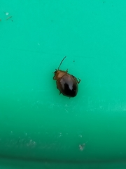 Nisotra bicolorata