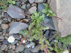 Diascia macrophylla