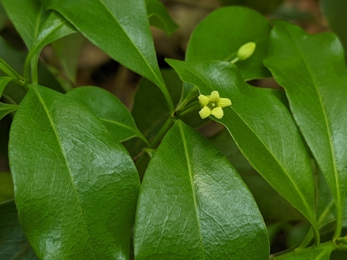 Pittosporum illicioides iNat (1)