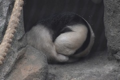 Tamandua