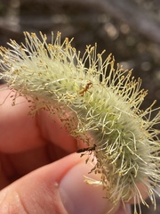 Formicoidea