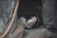 Tamandua