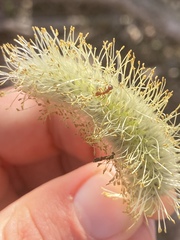 Formicoidea