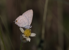 Catochrysops panormus