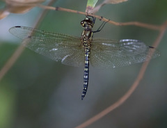 Hydrobasileus brevistylus