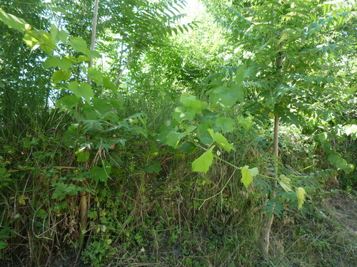 riverbank grape photographed in Moldova