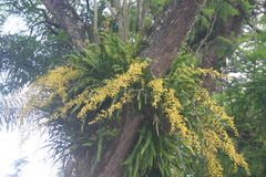 Oncidium sphacelatum