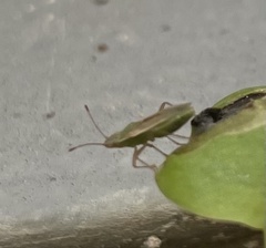 Heteroptera
