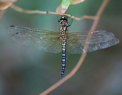 Hydrobasileus brevistylus