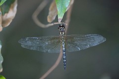 Hydrobasileus brevistylus