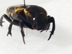 Clinterocera nigra
