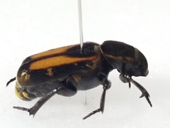 Clinterocera nigra