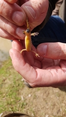 Lissotriton helveticus