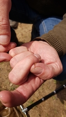 Lissotriton helveticus