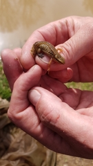 Lissotriton helveticus