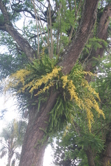 Oncidium sphacelatum