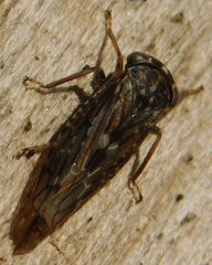 Idiocerus herrichii