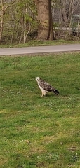 Buteo buteo