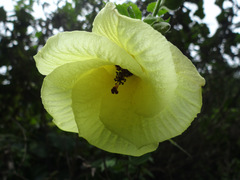 Hibiscus tiliaceus