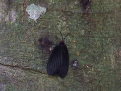 Histia flabellicornis