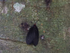 Histia flabellicornis