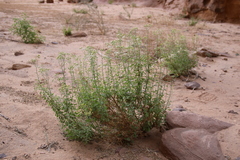 Eschenbachia stricta