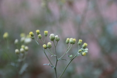 Eschenbachia stricta