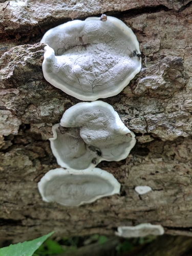 Paprastasis pelengrybis nuotrauka