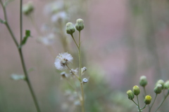 Eschenbachia stricta