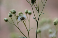 Eschenbachia stricta