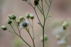 Eschenbachia stricta
