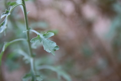 Eschenbachia stricta