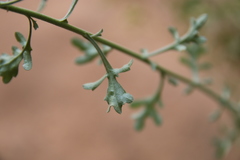 Eschenbachia stricta