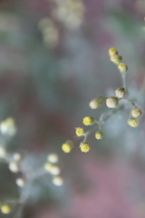 Eschenbachia stricta