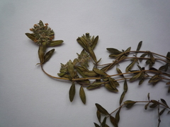 Thymus odoratissimus