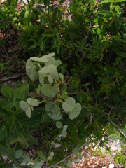 Ayenia rotundifolia