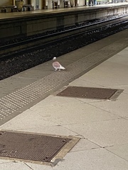 Columba livia domestica
