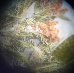 Thymus odoratissimus