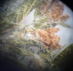 Thymus odoratissimus