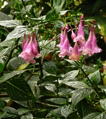 Strobilanthes image