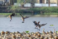 Dendrocygna javanica