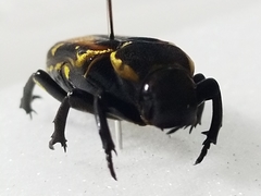 Clinterocera nigra