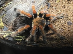 Brachypelma boehmei