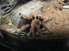 Brachypelma boehmei