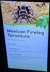 Brachypelma boehmei